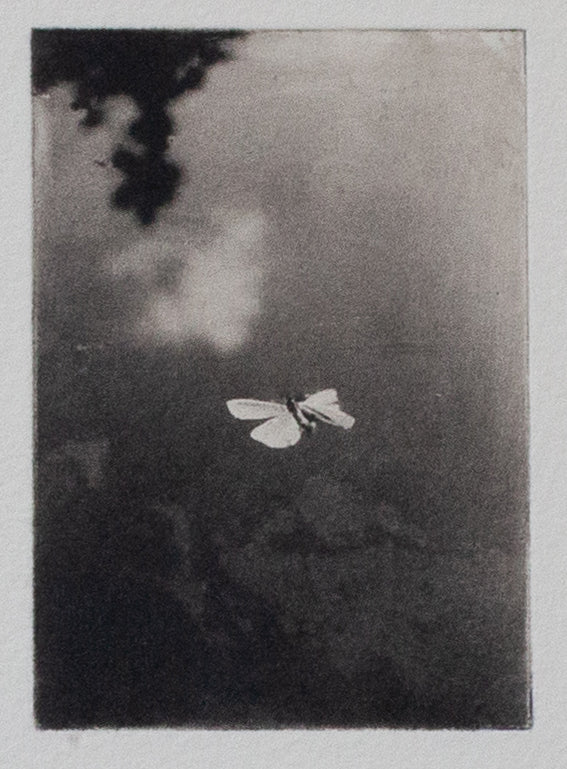 Wondering People_Moth_10