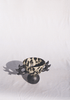 Wondering People_Toxo I_404